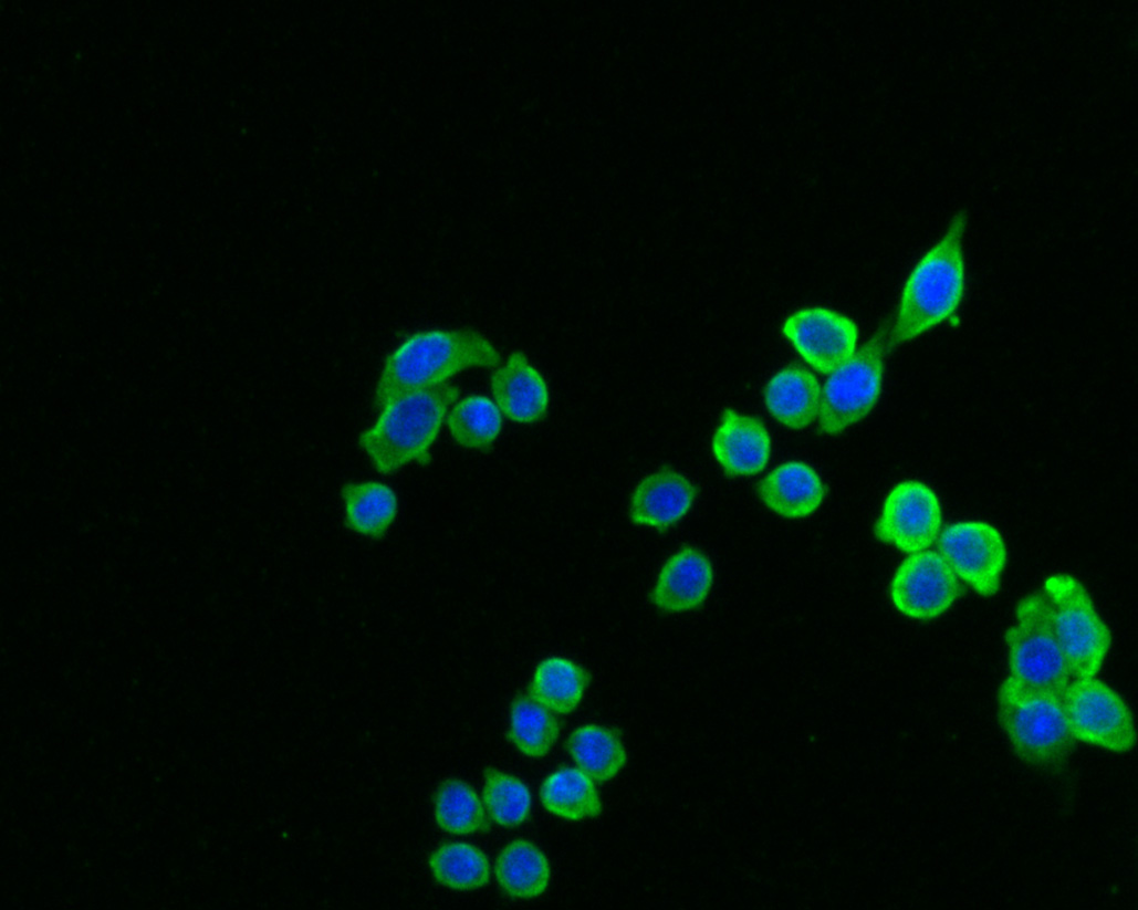 ICC staining of TCP1 delta in SW620 cells (green). Formalin fixed cells were permeabilized with 0.1% Triton X-100 in TBS for 10 minutes at room temperature and blocked with 10% negative goat serum for 15 minutes at room temperature. Cells were probed with the primary antibody (HA500308, 1/200) for 1 hour at room temperature, washed with PBS. Alexa Fluor®488 conjugate-Goat anti-Rabbit IgG was used as the secondary antibody at 1/1,000 dilution. The nuclear counter stain is DAPI (blue).