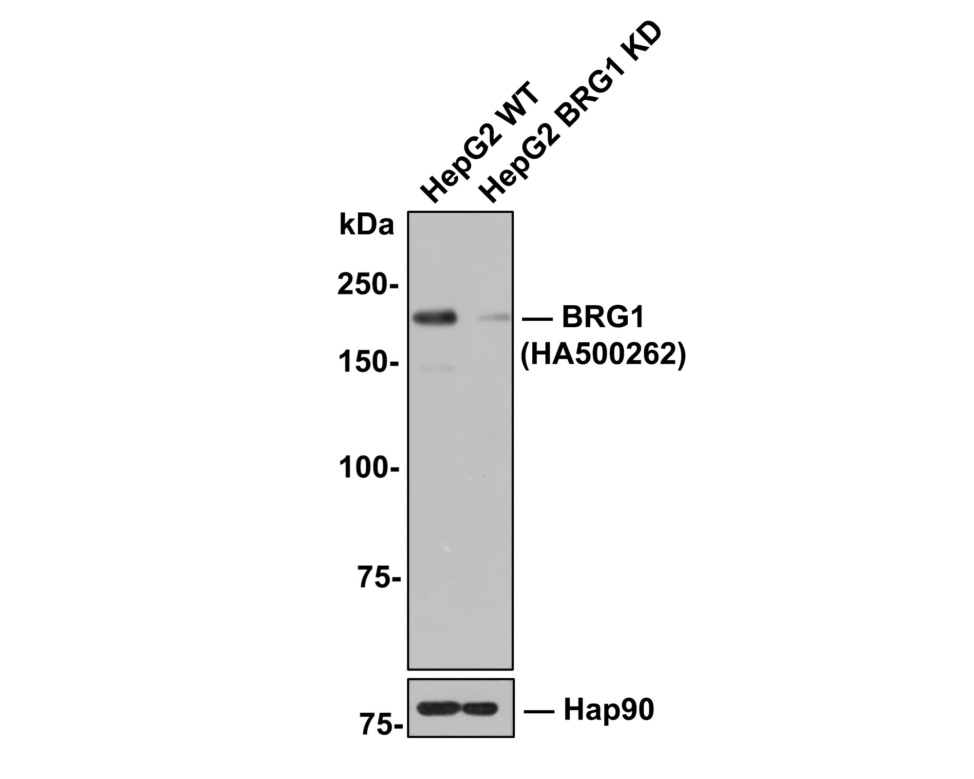 All lanes: Western blot analysis of BRG1 with anti-BRG1 antibody (HA500262) at 1:500 dilution.<br />
Lane 1: Wild-type HepG2 whole cell lysate (10 µg).<br />
Lane 2: BRG1 knockdown HepG2 whole cell lysate (10 µg).<br />
<br />
HA500262 was shown to specifically react with BRG1 in wild-type HepG2 cells. Weakened band was observed when BRG1 knockdown sample was tested. Wild-type and BRG1 knockdown samples were subjected to SDS-PAGE. Proteins were transferred to a PVDF membrane and blocked with 5% NFDM in TBST for 1 hour at room temperature. The primary antibody (HA500262, 1:500) was used in 5% BSA at room temperature for 2 hours. Goat Anti-Rabbit IgG-HRP Secondary Antibody (HA1001) at 1:300,000 dilution was used for 1 hour at room temperature.
