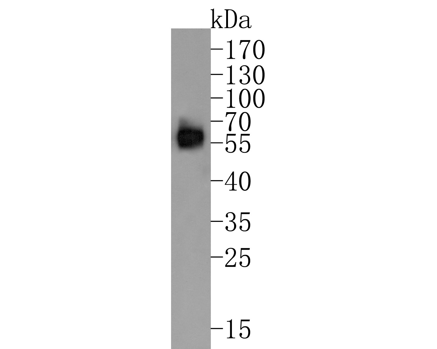 Western blot analysis of TROP2 on MDA-MB-468 cell lysates. Proteins were transferred to a PVDF membrane and blocked with 5% NFDM/TBST for 1 hour at room temperature. The primary antibody (HA600069, 1/500) was used in 5% NFDM/TBST at room temperature for 2 hours. Goat Anti-Mouse IgG - HRP Secondary Antibody (HA1006) at 1:20,000 dilution was used for 1 hour at room temperature.<br />
<br />
Predicted band size: 36 kDa<br />
Observed band size: 55 kDa
