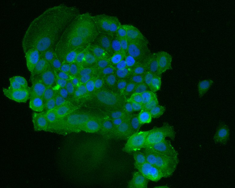 ICC staining of TROP2 in MCF-7 cells (green). Formalin fixed cells were permeabilized with 0.1% Triton X-100 in TBS for 10 minutes at room temperature and blocked with 10% negative goat serum for 15 minutes at room temperature. Cells were probed with the primary antibody (HA600069, 1/50) for 1 hour at room temperature, washed with PBS. Alexa Fluor®488 conjugate-Goat anti-Mouse IgG was used as the secondary antibody at 1/1,000 dilution. The nuclear counter stain is DAPI (blue).