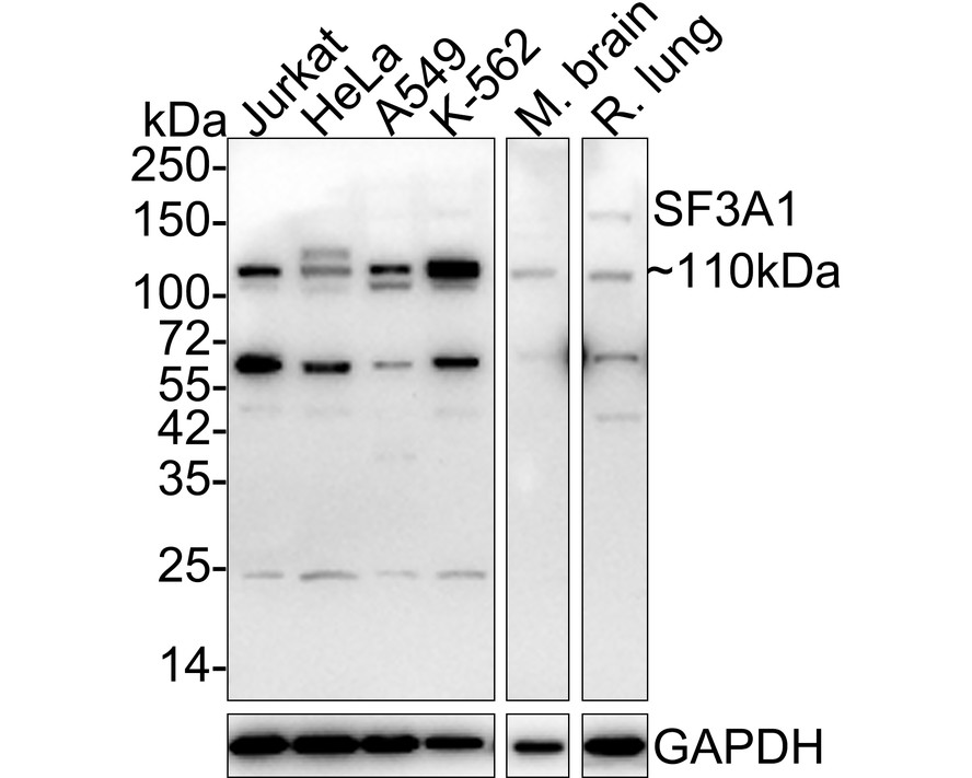 Western blot analysis of SF3A1 on Jurkat cell lysates. Proteins were transferred to a PVDF membrane and blocked with 5% NFDM/TBST for 1 hour at room temperature. The primary antibody (HA500235, 1/500) was used in 5% NFDM/TBST at room temperature for 2 hours. Goat Anti-Rabbit IgG - HRP Secondary Antibody (HA1001) at 1:200,000 dilution was used for 1 hour at room temperature.<br />
<br />
Predicted band size: 89 kDa<br />
Observed band size: 105 kDa