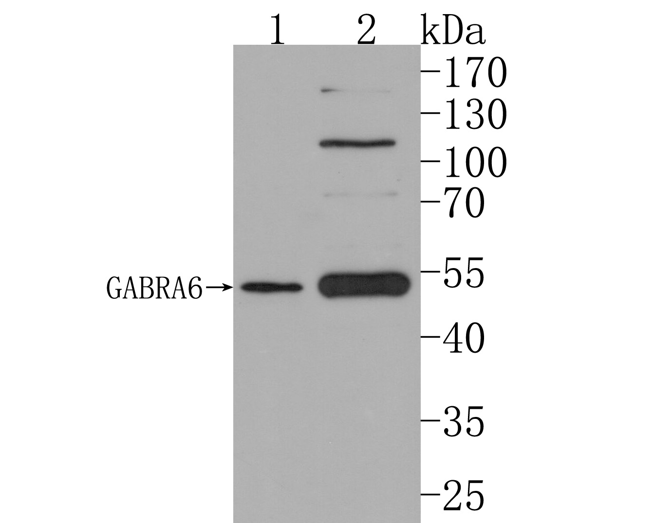 Western blot analysis of GABA A Receptor alpha 6 on different lysates. Proteins were transferred to a PVDF membrane and blocked with 5% NFDM/TBST for 1 hour at room temperature. The primary antibody (HA500473, 1/1,000) was used in 5% NFDM/TBST at room temperature for 2 hours. Goat Anti-Rabbit IgG - HRP Secondary Antibody (HA1001) at 1:200,000 dilution was used for 1 hour at room temperature.<br />
Positive control: <br />
Lane 1: Jurkat cell lysate<br />
Lane 2: PC-3 cell lysate