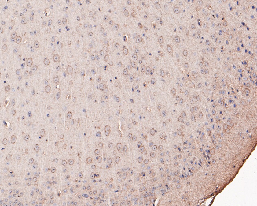 Immunohistochemical analysis of paraffin-embedded mouse brain tissue using anti-GABA A Receptor alpha 6 antibody. The section was pre-treated using heat mediated antigen retrieval with Tris-EDTA buffer (pH 9.0) for 20 minutes.The tissues were blocked in 1% BSA for 30 minutes at room temperature, washed with ddH2O and PBS, and then probed with the primary antibody (HA500473, 1/400) for 30 minutes at room temperature. The detection was performed using an HRP conjugated compact polymer system. DAB was used as the chromogen. Tissues were counterstained with hematoxylin and mounted with DPX.