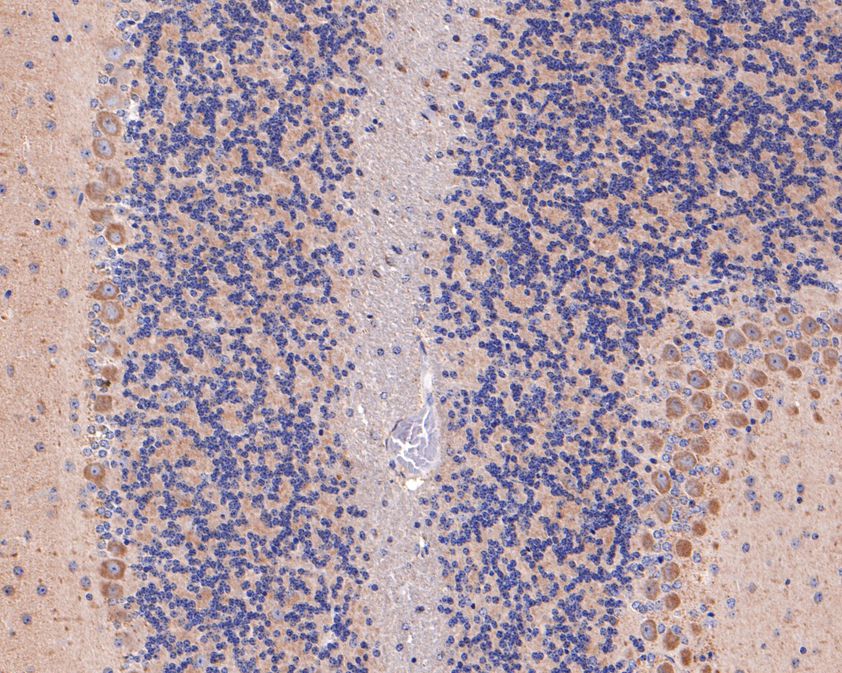 Immunohistochemical analysis of paraffin-embedded mouse cerebellum tissue using anti-AP2A2 antibody. The section was pre-treated using heat mediated antigen retrieval with Tris-EDTA buffer (pH 9.0) for 20 minutes.The tissues were blocked in 1% BSA for 30 minutes at room temperature, washed with ddH2O and PBS, and then probed with the primary antibody (HA500477, 1/600) for 30 minutes at room temperature. The detection was performed using an HRP conjugated compact polymer system. DAB was used as the chromogen. Tissues were counterstained with hematoxylin and mounted with DPX.