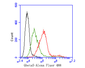 Flow cytometric analysis of Gbeta5 was done on Hela cells. The cells were stained with the primary antibody (HA500513, 1ug/ml) (red) compared with Rabbit IgG, monoclonal  - Isotype Control (green). After incubation of the primary antibody at at +4℃ for 1 hour, the cells were stained with a Alexa Fluor®488 conjugate-Goat anti-Rabbit IgG Secondary antibody at 1/1000 dilution for 30 min at +4℃ (dark incubation).Unlabelled sample was used as a control (cells without incubation with primary antibody; black).