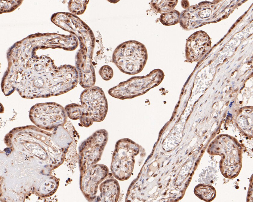 Immunohistochemical analysis of paraffin-embedded human placenta tissue using anti-p107 antibody. The section was pre-treated using heat mediated antigen retrieval with sodium citrate buffer (pH 6.0) for 20 minutes. The tissues were blocked in 1% BSA for 30 minutes at room temperature, washed with ddH2O and PBS, and then probed with the primary antibody (HA500481, 1/400)  for 30 minutes at room temperature. The detection was performed using an HRP conjugated compact polymer system. DAB was used as the chromogen. Tissues were counterstained with hematoxylin and mounted with DPX.