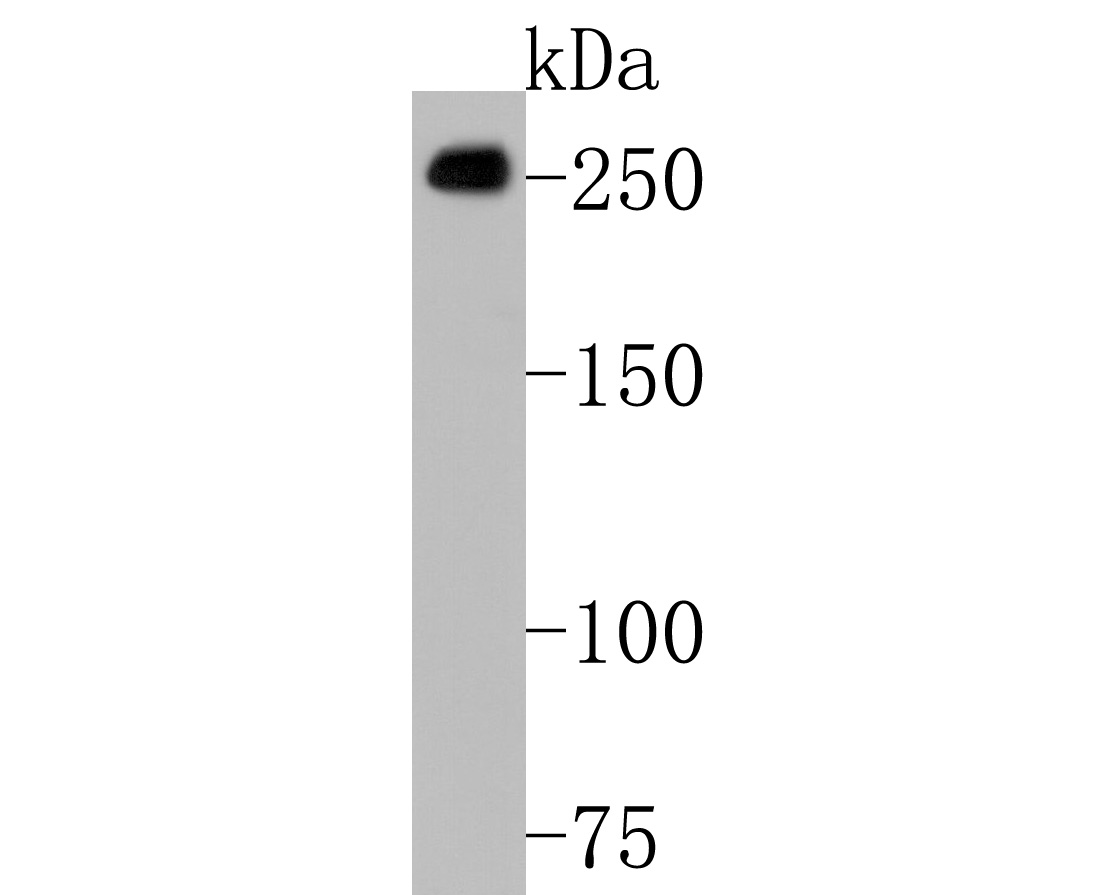 Western blot analysis of POLR2A on NIH/3T3 cell lysates. Proteins were transferred to a PVDF membrane and blocked with 5% BSA in PBS for 1 hour at room temperature. The primary antibody (HA600062, 1/500) was used in 5% BSA at room temperature for 2 hours. Goat Anti-Mouse IgG - HRP Secondary Antibody (HA1006) at 1:20,000 dilution was used for 1 hour at room temperature.