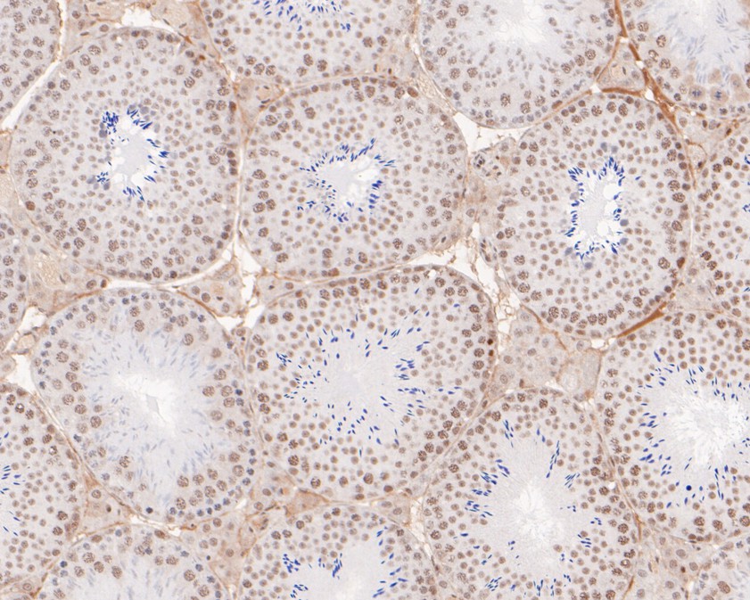 Immunohistochemical analysis of paraffin-embedded mouse testis tissue using anti-POLR2A antibody. The section was pre-treated using heat mediated antigen retrieval with sodium citrate buffer (pH 6.0) for 20 minutes. The tissues were blocked in 1% BSA for 30 minutes at room temperature, washed with ddH2O and PBS, and then probed with the primary antibody (HA600062, 1/400)  for 30 minutes at room temperature. The detection was performed using an HRP conjugated compact polymer system. DAB was used as the chromogen. Tissues were counterstained with hematoxylin and mounted with DPX.