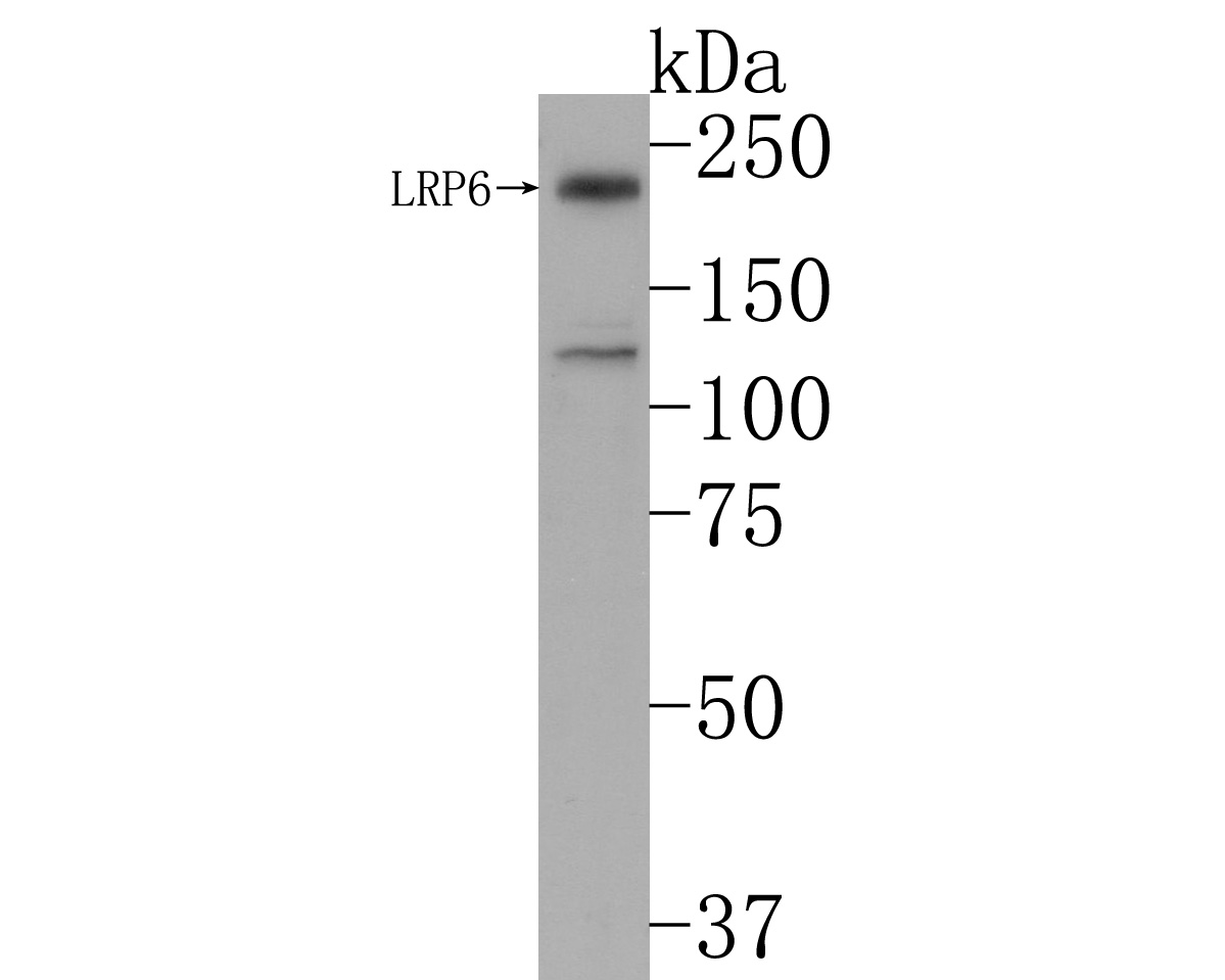 Western blot analysis of LRP6 on Hela cell lysates. Proteins were transferred to a PVDF membrane and blocked with 5% NFDM/TBST for 1 hour at room temperature. The primary antibody (HA6, 1/500) was used in 5% NFDM/TBST at room temperature for 2 hours. Goat Anti-Mouse IgG - HRP Secondary Antibody (HA1006) at 1:20,000 dilution was used for 1 hour at room temperature.<br />
<br />
Predicted band size: 180 kDa<br />
Observed band size: 230 kDa (Glycosylated modification)