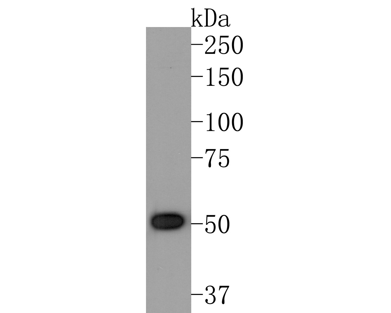 Western blot analysis of ACVR2B on Hela cell lysates. Proteins were transferred to a PVDF membrane and blocked with 5% NFDM/TBST for 1 hour at room temperature. The primary antibody (HA600066, 1/500) was used in 5% NFDM/TBST at room temperature for 2 hours. Goat Anti-Mouse IgG - HRP Secondary Antibody (HA1006) at 1:20,000 dilution was used for 1 hour at room temperature.<br />
<br />
Predicted band size: 58 kDa<br />
Observed band size: 50 kDa