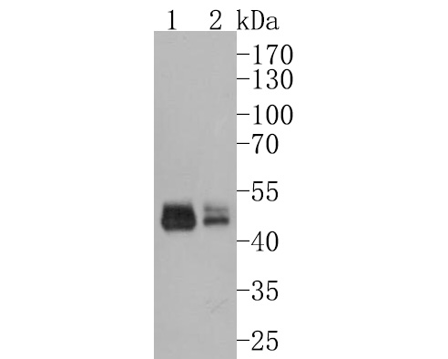 Western blot analysis of GSDMA on different lysates. Proteins were transferred to a PVDF membrane and blocked with 5% BSA in PBS for 1 hour at room temperature. The primary antibody (HA500498, 1/1,000) was used in 5% BSA at room temperature for 2 hours. Goat Anti-Rabbit IgG - HRP Secondary Antibody (HA1001) at 1:200,000 dilution was used for 1 hour at room temperature.<br />
Positive control: <br />
Lane 1: Human skin tissue lysate<br />
Lane 2: Rat skin tissue lysate