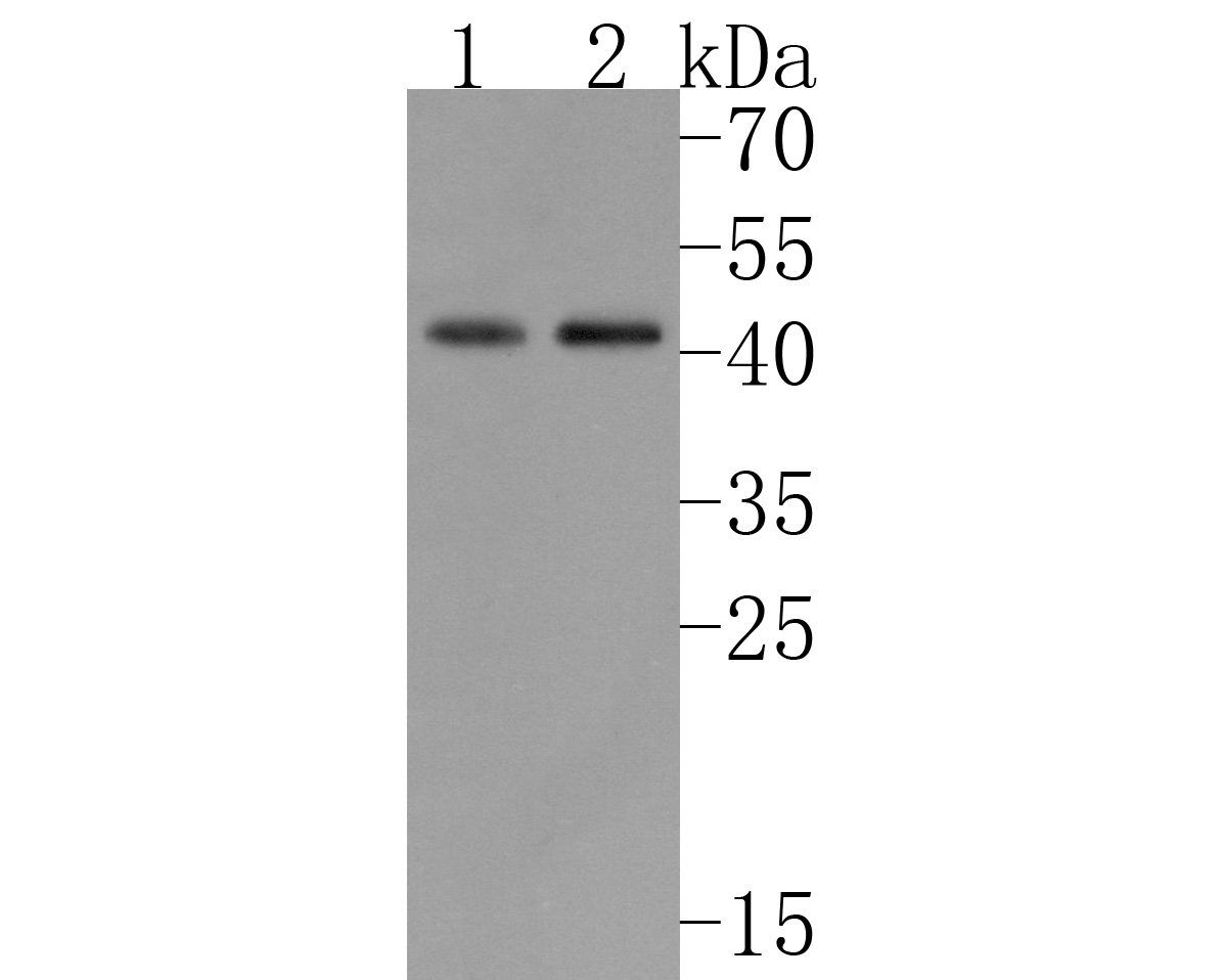 Western blot analysis of DPF2 on different lysates. Proteins were transferred to a PVDF membrane and blocked with 5% NFDM/TBST for 1 hour at room temperature. The primary antibody (HA720105, 1/500) was used in 5% NFDM/TBST at room temperature for 2 hours. Goat Anti-Rabbit IgG - HRP Secondary Antibody (HA1001) at 1:200,000 dilution was used for 1 hour at room temperature.<br />
Positive control: <br />
Lane 1: Jurkat cell lysate<br />
Lane 2: K562 cell lysate