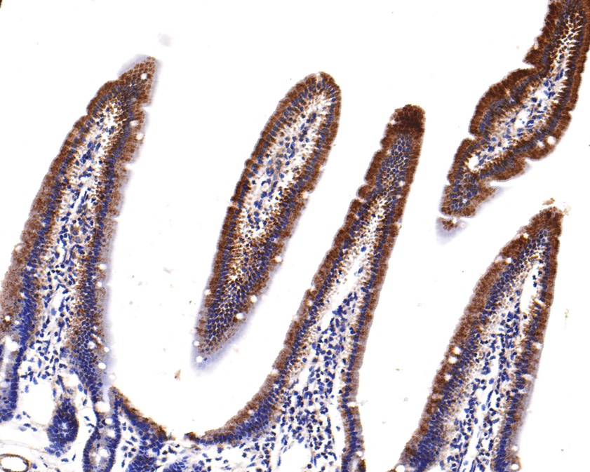Immunohistochemical analysis of paraffin-embedded mouse small intestine tissue using anti-UQCRH antibody. The section was pre-treated using heat mediated antigen retrieval with Tris-EDTA buffer (pH 9.0) for 20 minutes.The tissues were blocked in 1% BSA for 30 minutes at room temperature, washed with ddH2O and PBS, and then probed with the primary antibody (HA720113, 1/400) for 30 minutes at room temperature. The detection was performed using an HRP conjugated compact polymer system. DAB was used as the chromogen. Tissues were counterstained with hematoxylin and mounted with DPX.