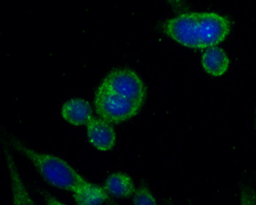 ICC staining of RPL13 in SiHa cells (green). Formalin fixed cells were permeabilized with 0.1% Triton X-100 in PBS for 10 minutes at room temperature and blocked with 10% negative goat serum for 15 minutes at room temperature. Cells were probed with the primary antibody (HA720097, 1/50) for 1 hour at room temperature, washed with PBS. Alexa Fluor®488 conjugate-Goat anti-Rabbit IgG was used as the secondary antibody at 1/1,000 dilution. The nuclear counter stain is DAPI (blue).