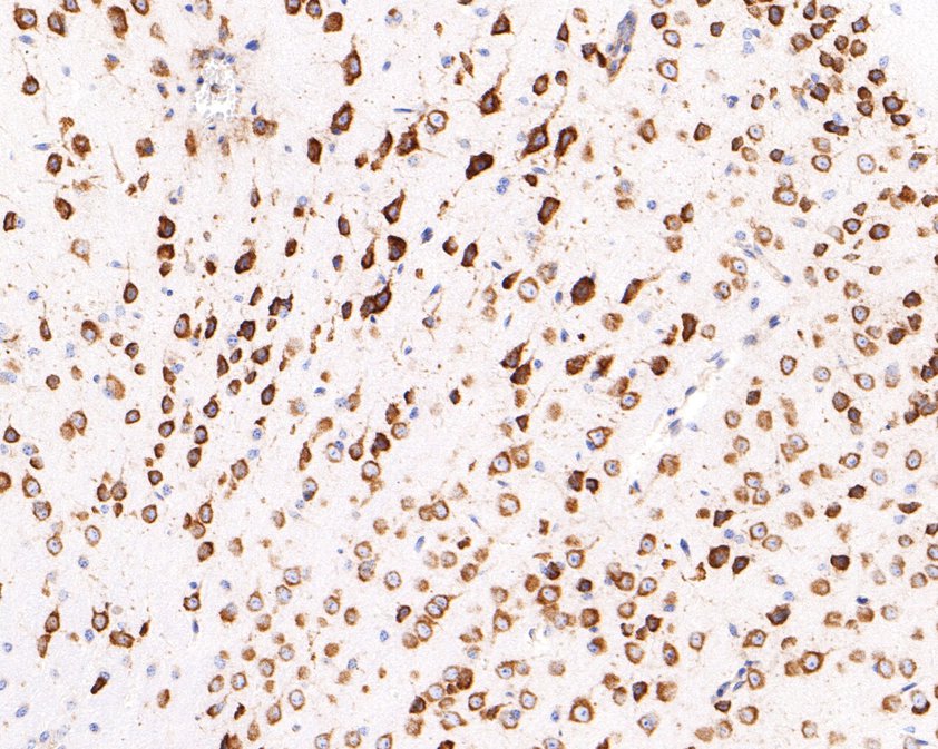 Immunohistochemical analysis of paraffin-embedded mouse brain tissue using anti-RPL13 antibody. The section was pre-treated using heat mediated antigen retrieval with Tris-EDTA buffer (pH 9.0) for 20 minutes.The tissues were blocked in 1% BSA for 30 minutes at room temperature, washed with ddH2O and PBS, and then probed with the primary antibody (HA720097, 1/400) for 30 minutes at room temperature. The detection was performed using an HRP conjugated compact polymer system. DAB was used as the chromogen. Tissues were counterstained with hematoxylin and mounted with DPX.