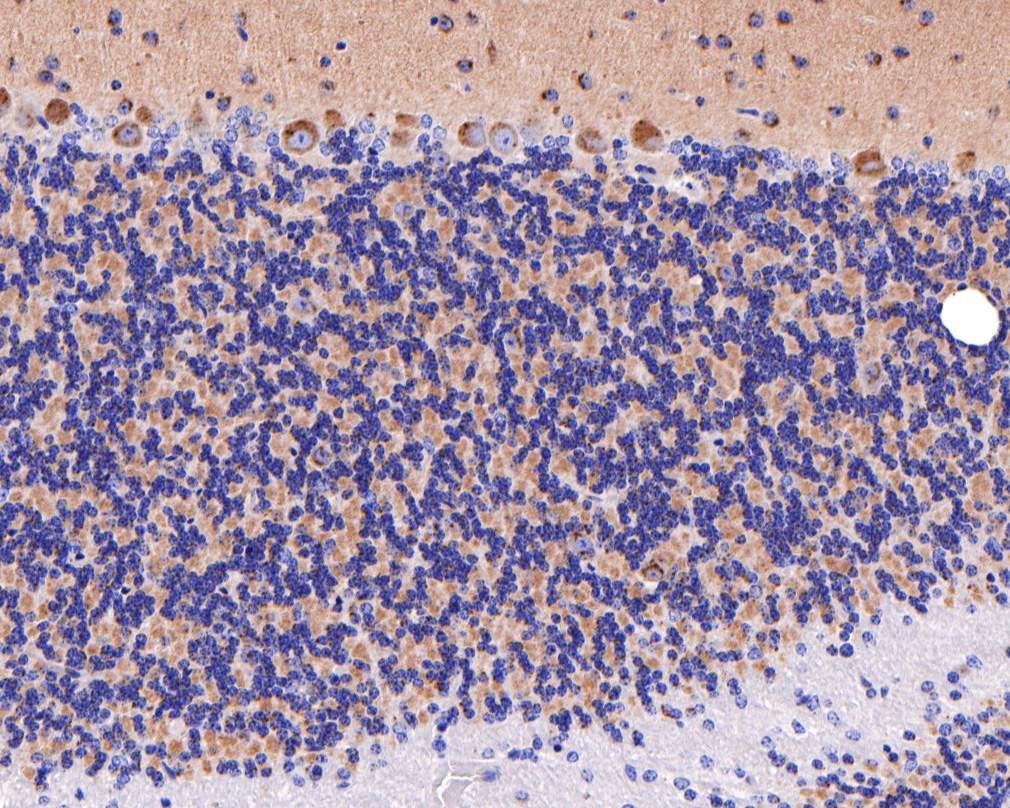 Immunohistochemical analysis of paraffin-embedded mouse cerebellum tissue using anti-Syntaxin 16 antibody. The section was pre-treated using heat mediated antigen retrieval with Tris-EDTA buffer (pH 9.0) for 20 minutes.The tissues were blocked in 1% BSA for 30 minutes at room temperature, washed with ddH2O and PBS, and then probed with the primary antibody (HA720107, 1/100) for 30 minutes at room temperature. The detection was performed using an HRP conjugated compact polymer system. DAB was used as the chromogen. Tissues were counterstained with hematoxylin and mounted with DPX.