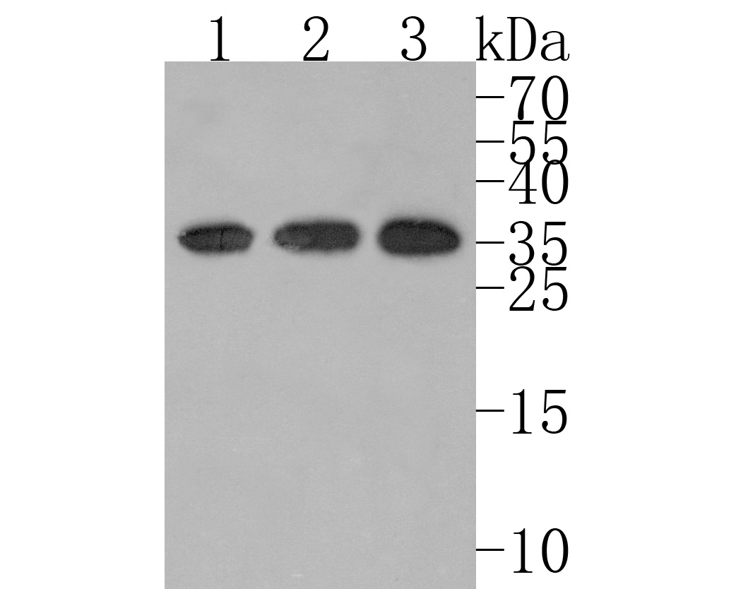 Western blot analysis of Kallikrein 8 on different lysates. Proteins were transferred to a PVDF membrane and blocked with 5% NFDM/TBST for 1 hour at room temperature. The primary antibody (HA720101, 1/500) was used in 5% NFDM/TBST at room temperature for 2 hours. Goat Anti-Rabbit IgG - HRP Secondary Antibody (HA1001) at 1:200,000 dilution was used for 1 hour at room temperature.<br />
Positive control: <br />
Lane 1: A431 cell lysate<br />
Lane 2: Jurkat cell lysate<br />
Lane 3: Hela cell lysate<br />
<br />
Predicted band size: 28 kDa<br />
Observed band size: 35 kDa (Glycosylation)