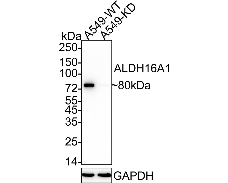Western blot analysis of ALDH16A1 on different lysates. Proteins were transferred to a PVDF membrane and blocked with 5% BSA in PBS for 1 hour at room temperature. The primary antibody (HA720104, 1/500) was used in 5% BSA at room temperature for 2 hours. Goat Anti-Rabbit IgG - HRP Secondary Antibody (HA1001) at 1:200,000 dilution was used for 1 hour at room temperature.<br />
Positive control: <br />
Lane 1: Daudi cell lysate<br />
Lane 2: MCF-7 cell lysate<br />
Lane 3: Rat spleen tissue lysate