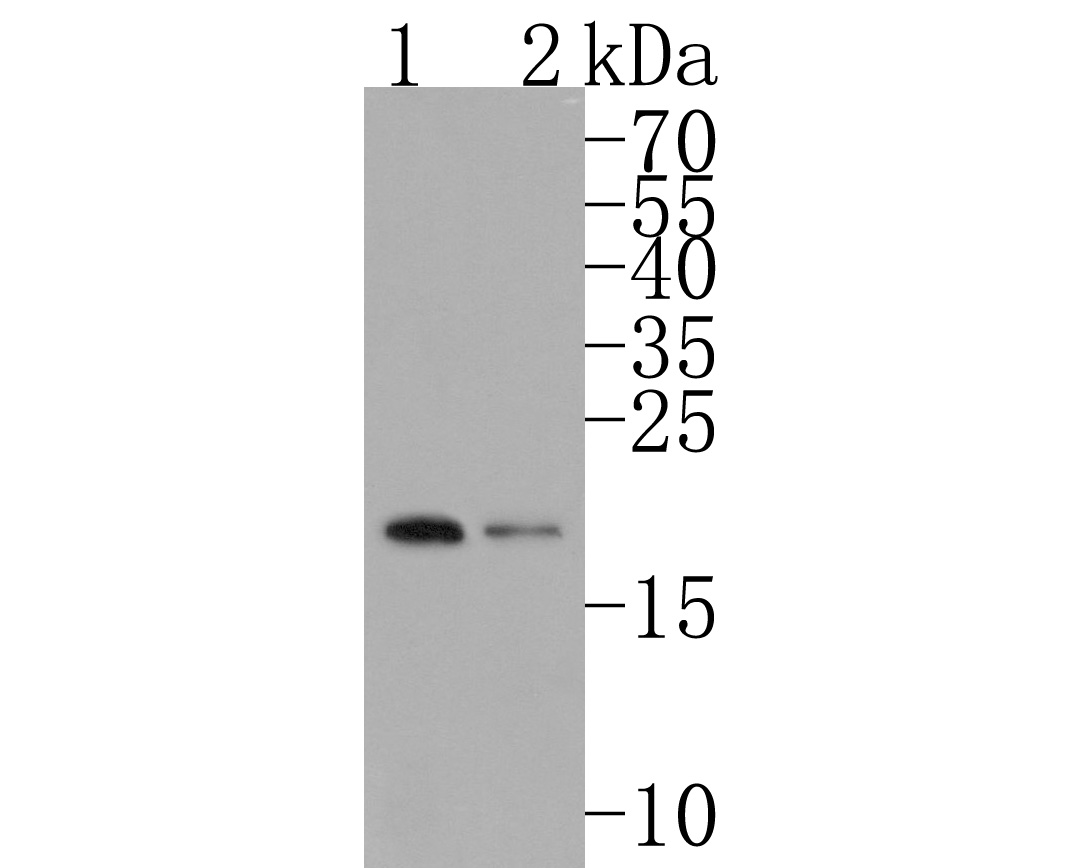 Western blot analysis of RPL26L1 on different lysates. Proteins were transferred to a PVDF membrane and blocked with 5% NFDM/TBST for 1 hour at room temperature. The primary antibody (HA720095, 1/500) was used in 5% NFDM/TBST at room temperature for 2 hours. Goat Anti-Rabbit IgG - HRP Secondary Antibody (HA1001) at 1:200,000 dilution was used for 1 hour at room temperature.<br />
Positive control: <br />
Lane 1: 293 cell lysate<br />
Lane 2: PC-3M cell lysate