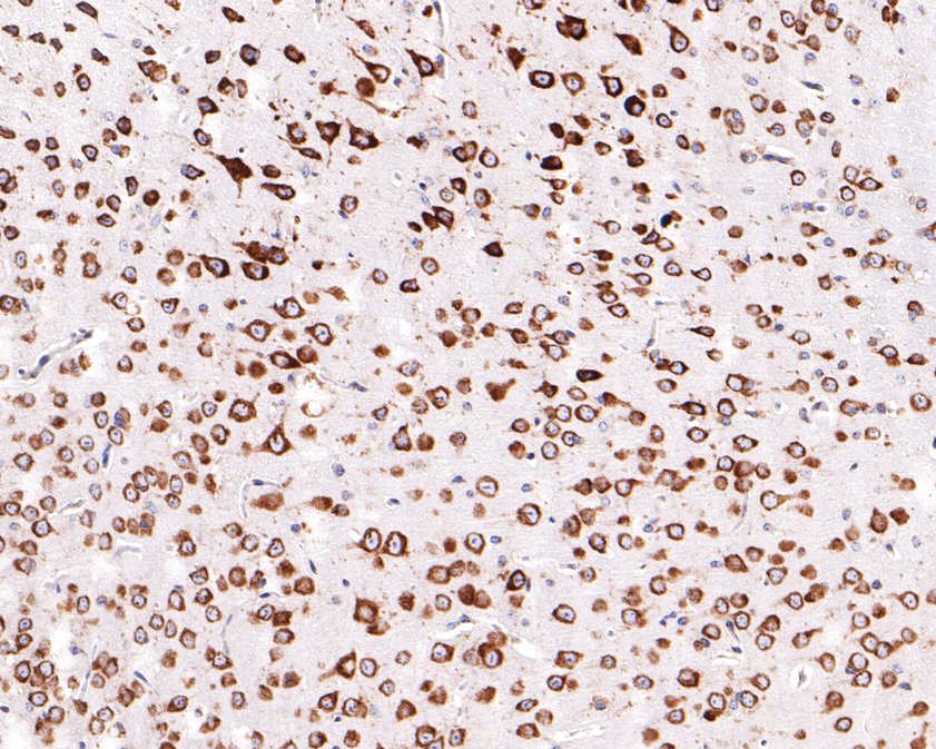 Immunohistochemical analysis of paraffin-embedded mouse brain tissue using anti-RPL26L1 antibody. The section was pre-treated using heat mediated antigen retrieval with Tris-EDTA buffer (pH 9.0) for 20 minutes.The tissues were blocked in 1% BSA for 30 minutes at room temperature, washed with ddH2O and PBS, and then probed with the primary antibody (HA720095, 1/400) for 30 minutes at room temperature. The detection was performed using an HRP conjugated compact polymer system. DAB was used as the chromogen. Tissues were counterstained with hematoxylin and mounted with DPX.