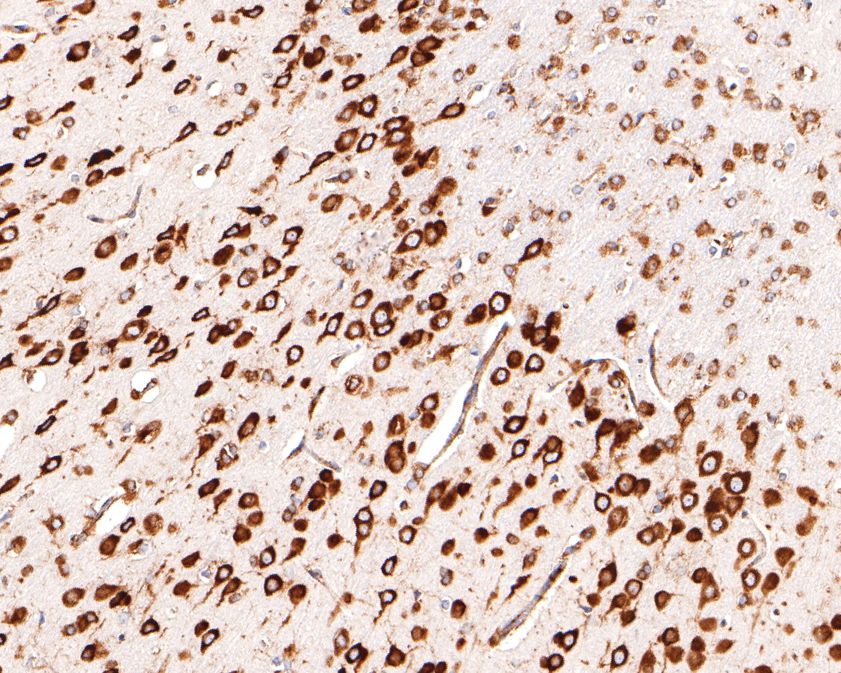 Immunohistochemical analysis of paraffin-embedded rat brain tissue using anti-RPL26L1 antibody. The section was pre-treated using heat mediated antigen retrieval with Tris-EDTA buffer (pH 9.0) for 20 minutes.The tissues were blocked in 1% BSA for 30 minutes at room temperature, washed with ddH2O and PBS, and then probed with the primary antibody (HA720095, 1/400) for 30 minutes at room temperature. The detection was performed using an HRP conjugated compact polymer system. DAB was used as the chromogen. Tissues were counterstained with hematoxylin and mounted with DPX.