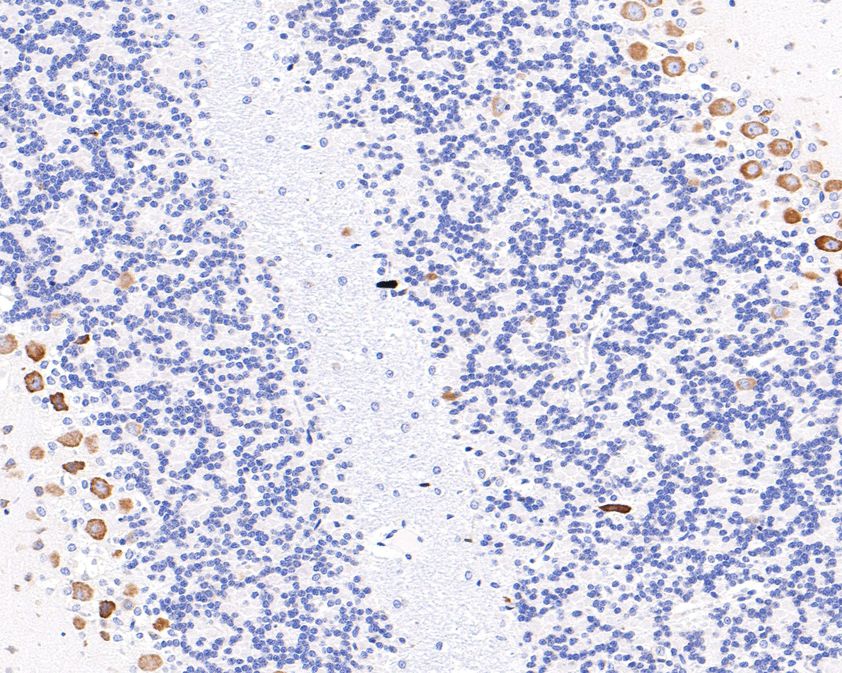 Immunohistochemical analysis of paraffin-embedded rat cerebellum tissue using anti-RPL26L1 antibody. The section was pre-treated using heat mediated antigen retrieval with Tris-EDTA buffer (pH 9.0) for 20 minutes.The tissues were blocked in 1% BSA for 30 minutes at room temperature, washed with ddH2O and PBS, and then probed with the primary antibody (HA720095, 1/400) for 30 minutes at room temperature. The detection was performed using an HRP conjugated compact polymer system. DAB was used as the chromogen. Tissues were counterstained with hematoxylin and mounted with DPX.