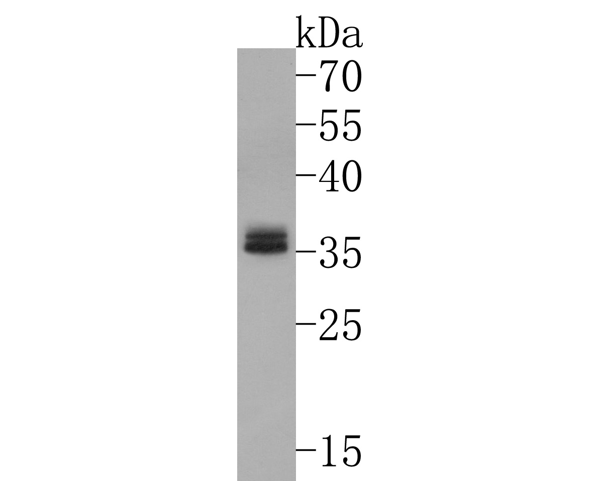 Western blot analysis of GNB4 on rat brain lysates. Proteins were transferred to a PVDF membrane and blocked with 5% BSA in PBS for 1 hour at room temperature. The primary antibody (HA500501, 1/1,000) was used in 5% BSA at room temperature for 2 hours. Goat Anti-Rabbit IgG - HRP Secondary Antibody (HA1001) at 1:200,000 dilution was used for 1 hour at room temperature.