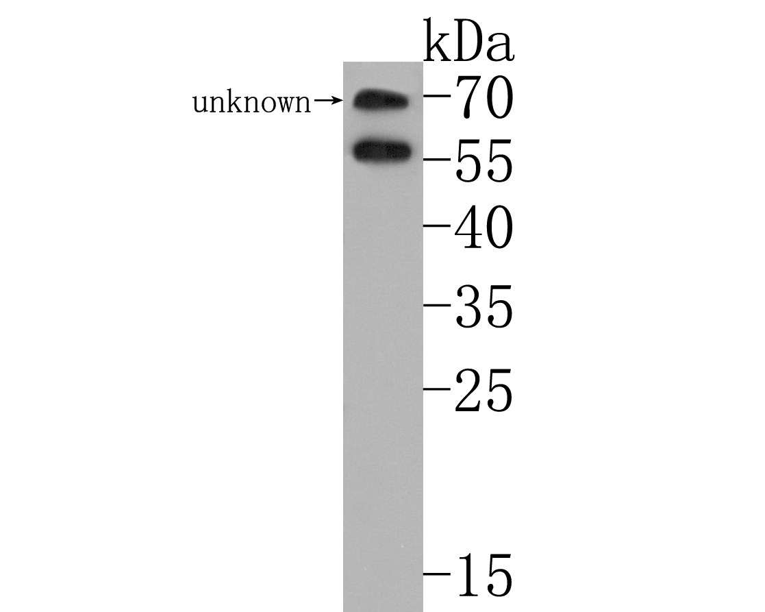 Western blot analysis of SOX10 on B16F1 cell lysates. Proteins were transferred to a PVDF membrane and blocked with 5% BSA in PBS for 1 hour at room temperature. The primary antibody (HA500503, 1/2,000) was used in 5% BSA at room temperature for 2 hours. Goat Anti-Rabbit IgG - HRP Secondary Antibody (HA1001) at 1:200,000 dilution was used for 1 hour at room temperature.