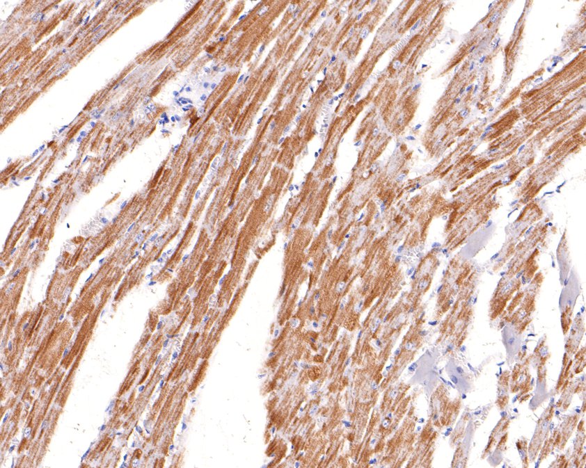 Immunohistochemical analysis of paraffin-embedded rat heart tissue using anti-KCNIP2 antibody. The section was pre-treated using heat mediated antigen retrieval with Tris-EDTA buffer (pH 9.0) for 20 minutes.The tissues were blocked in 1% BSA for 30 minutes at room temperature, washed with ddH2O and PBS, and then probed with the primary antibody (HA500491, 1/600) for 30 minutes at room temperature. The detection was performed using an HRP conjugated compact polymer system. DAB was used as the chromogen. Tissues were counterstained with hematoxylin and mounted with DPX.