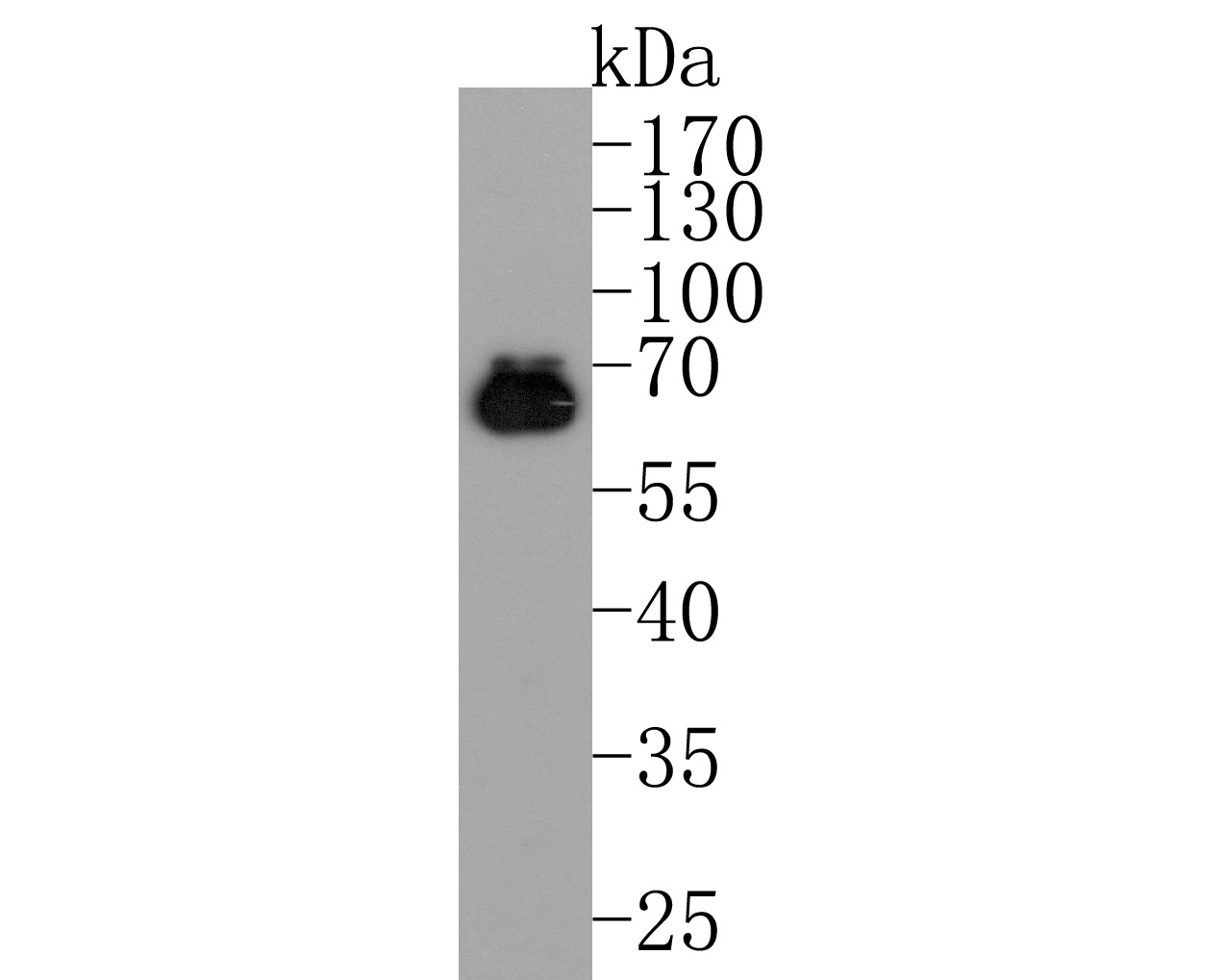 Western blot analysis of AMPK alpha 2 on PC-12 cell lysates. Proteins were transferred to a PVDF membrane and blocked with 5% BSA in PBS for 1 hour at room temperature. The primary antibody (HA600080, 1/500) was used in 5% BSA at room temperature for 2 hours. Goat Anti-Mouse IgG - HRP Secondary Antibody (HA1006) at 1:20,000 dilution was used for 1 hour at room temperature.