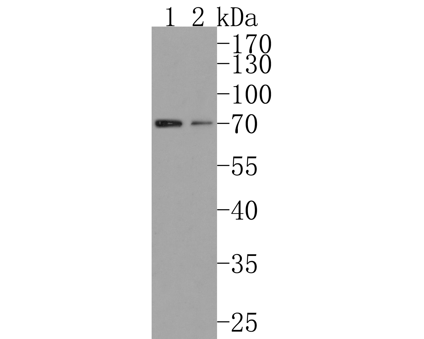 Western blot analysis of CYP1B1 on different lysates. Proteins were transferred to a PVDF membrane and blocked with 5% BSA in PBS for 1 hour at room temperature. The primary antibody (HA500494, 1/500) was used in 5% BSA at room temperature for 2 hours. Goat Anti-Rabbit IgG - HRP Secondary Antibody (HA1001) at 1:200,000 dilution was used for 1 hour at room temperature.<br />
Positive control: <br />
Lane 1: A549 cell lysate<br />
Lane 2: Hela cell lysate