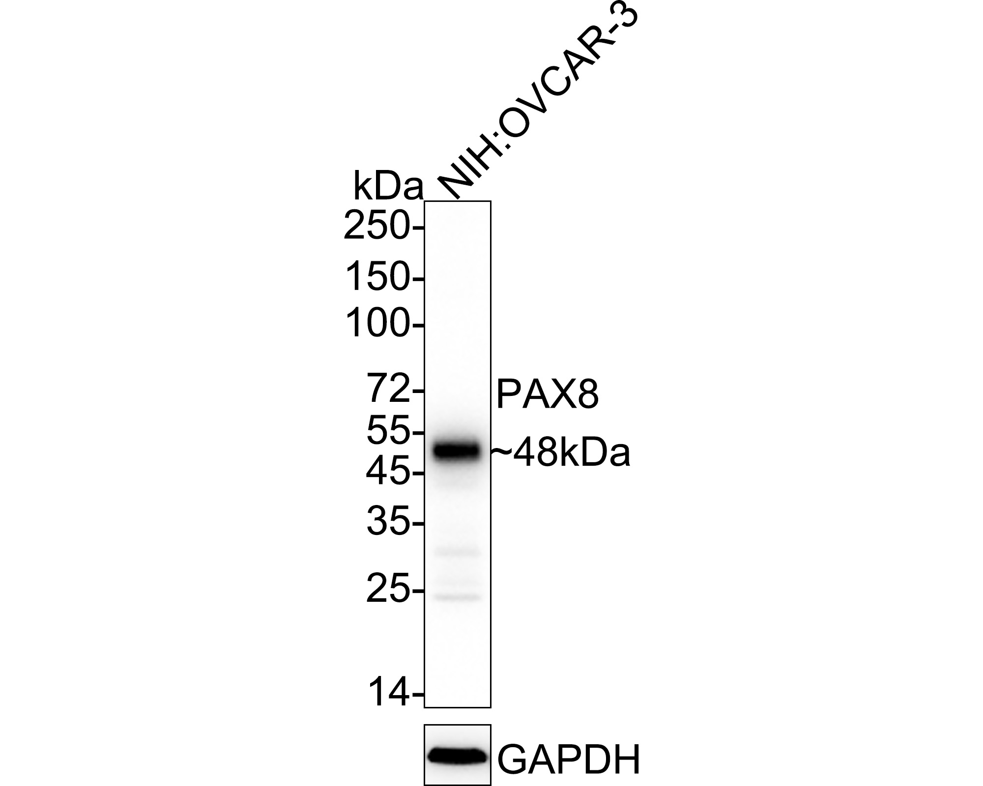 Western blot analysis of PAX8 on SKOV-3 cell lysates with Rabbit anti-PAX8 antibody (HA720112) at 1/1,000 dilution.<br />
<br />
Lysates/proteins at 10 µg/Lane.<br />
<br />
Predicted band size: 48 kDa<br />
Observed band size: 48 kDa<br />
<br />
Exposure time: 2 minutes;<br />
<br />
8% SDS-PAGE gel.<br />
<br />
Proteins were transferred to a PVDF membrane and blocked with 5% NFDM/TBST for 1 hour at room temperature. The primary antibody (HA720112) at 1/1,000 dilution was used in 5% NFDM/TBST at room temperature for 2 hours. Goat Anti-Rabbit IgG - HRP Secondary Antibody (HA1001) at 1:300,000 dilution was used for 1 hour at room temperature.