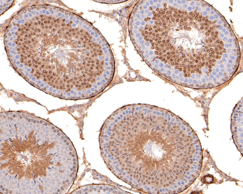 Immunohistochemical analysis of paraffin-embedded rat testis tissue using anti-USP11 antibody. The section was pre-treated using heat mediated antigen retrieval with sodium citrate buffer (pH 6.0) for 20 minutes. The tissues were blocked in 1% BSA for 30 minutes at room temperature, washed with ddH2O and PBS, and then probed with the primary antibody (ET1705-38, 1/400)  for 30 minutes at room temperature. The detection was performed using an HRP conjugated compact polymer system. DAB was used as the chromogen. Tissues were counterstained with hematoxylin and mounted with DPX.