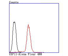 Flow cytometric analysis of USP11 was done on Jurkat cells. The cells were fixed, permeabilized and stained with the primary antibody (ET1705-38, 1/50) (red). After incubation of the primary antibody at room temperature for an hour, the cells were stained with a Alexa Fluor®488 conjugate-Goat anti-Rabbit IgG Secondary antibody at 1/1,000 dilution for 30 minutes.Unlabelled sample was used as a control (cells without incubation with primary antibody; black).