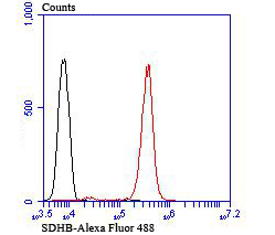 Flow cytometric analysis of Jurkat cells with SDHB antibody at 1/100 dilution (red) compared with an unlabelled control (cells without incubation with primary antibody; black). Alexa Fluor&reg; 488-conjugated goat anti-rabbit IgG was used as the secondary antibody.