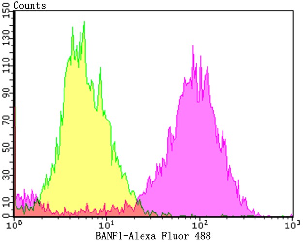 Flow cytometric analysis of BANF1 was done on MCF-7 cells. The cells were fixed, permeabilized and stained with the primary antibody (ET7109-08, 1/50) (purple). After incubation of the primary antibody at room temperature for an hour, the cells were stained with a Alexa Fluor®488 conjugate-Goat anti-Rabbit IgG Secondary antibody at 1/1000 dilution for 30 minutes.Unlabelled sample was used as a control (cells without incubation with primary antibody; yellow).
