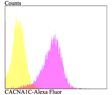 Flow cytometric analysis of CACNA1C was done on SKOV-3 cells. The cells were fixed, permeabilized and stained with the primary antibody (ER1803-49, 1/50) (purple). After incubation of the primary antibody at room temperature for an hour, the cells were stained with a Alexa Fluor®488 conjugate-Goat anti-Rabbit IgG Secondary antibody at 1/1,000 dilution for 30 minutes.Unlabelled sample was used as a control (cells without incubation with primary antibody; yellow).
