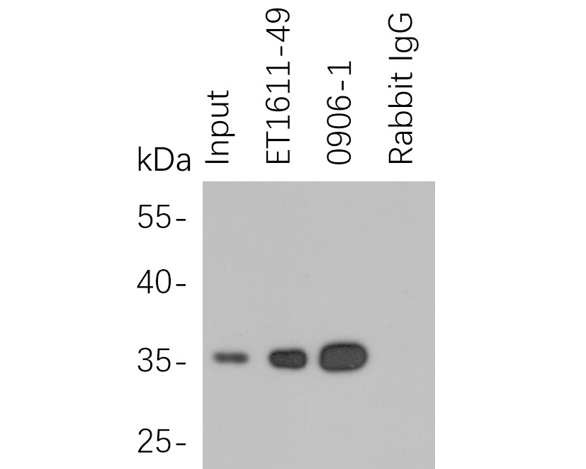 HA tag was immunoprecipitated in 5µg C terminal HA Tag fusion protein lysate with ET1611-49 at 2 µg/20 µl agarose. Western blot was performed from the immunoprecipitate using M1008-1 at 1/1,000 dilution. Anti-Mouse IgG - HRP Secondary Antibody (HA1006) at 1:20,000 dilution was used for 60 mins at room temperature.<br />
<br />
Lane 1: HA Tag fusion protein lysate (input).<br />
Lane 2: ET1611-49 IP in HA Tag fusion protein lysate.<br />
Lane 3: 0906-1 IP in HA Tag fusion protein lysate.<br />
Lane 4: Rabbit IgG instead of ET1611-49 in HA Tag fusion protein lysate.<br />
<br />
Blocking/Dilution buffer: 5% NFDM/TBST