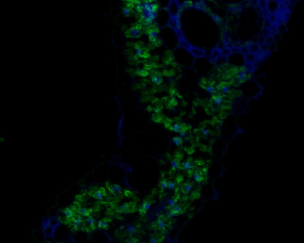 Immunofluorescence staining of paraffin- embedded rice using anti-Os11g0569800 protein rabbit polyclonal antibody.The section was pre-treated using heat mediated antigen retrieval with Tris-EDTA buffer (pH 9.0) for 20 minutes The tissues were blocked in 10% negative goat serum for 1 hour at room temperature, washed with PBS, and then probed with HA500434 at 1/50 dilution for 10 hours at 4℃ and detected using Alexa Fluor® 488 conjugate-Goat anti-Rabbit IgG (H+L) Secondary Antibody at a dilution of 1:500 for 1 hour at room temperature.