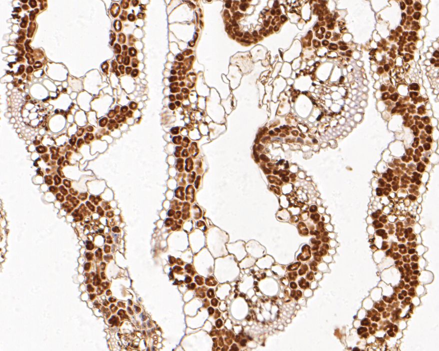 Immunohistochemical analysis of paraffin-embedded rice tissue using anti-Os11g0569800 protein antibody. The section was pre-treated using heat mediated antigen retrieval with Tris-EDTA buffer (pH 8.0-8.4) for 20 minutes.The tissues were blocked in 5% BSA for 30 minutes at room temperature, washed with ddH2O and PBS, and then probed with the primary antibody (HA500434, 1/50) for 30 minutes at room temperature. The detection was performed using an HRP conjugated compact polymer system. DAB was used as the chromogen. Tissues were counterstained with hematoxylin and mounted with DPX.