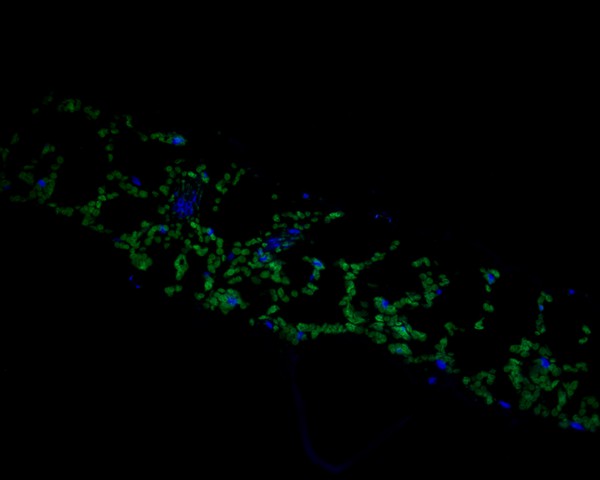 Immunofluorescence staining of paraffin- embedded A. thaliana using anti-TMK4 rabbit polyclonal antibody.The section was pre-treated using heat mediated antigen retrieval with Tris-EDTA buffer (pH 9.0) for 20 minutes. The tissues were blocked in 10% negative goat serum for 1 hour at room temperature, washed with PBS, and then probed with HA500435 at 1/100 dilution for 10 hours at 4℃ and detected using Alexa Fluor® 488 conjugate-Goat anti-Rabbit IgG (H+L) Secondary Antibody at a dilution of 1:500 for 1 hour at room temperature.