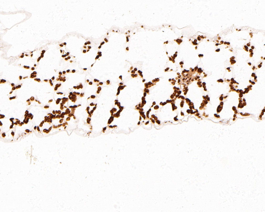 Immunohistochemical analysis of paraffin-embedded A. thaliana tissue using anti-TMK4 antibody. The section was pre-treated using heat mediated antigen retrieval with Tris-EDTA buffer (pH 8.0-8.4) for 20 minutes.The tissues were blocked in 5% BSA for 30 minutes at room temperature, washed with ddH2O and PBS, and then probed with the primary antibody (HA500435, 1/200) for 30 minutes at room temperature. The detection was performed using an HRP conjugated compact polymer system. DAB was used as the chromogen. Tissues were counterstained with hematoxylin and mounted with DPX.