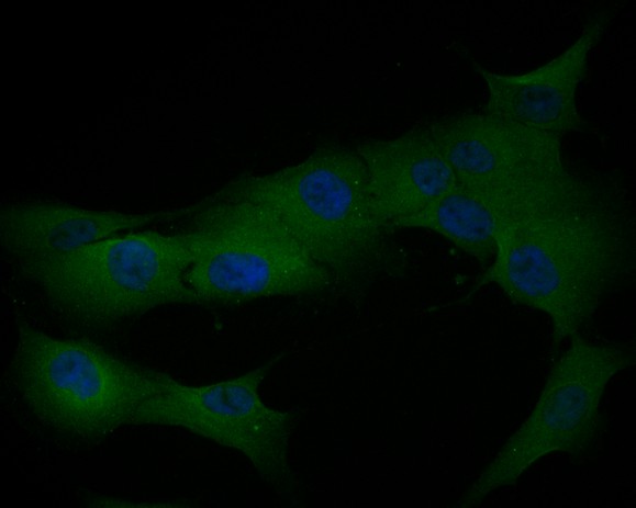ICC staining of TNNC1 in MG-63 cells (green). Formalin fixed cells were permeabilized with 0.1% Triton X-100 in TBS for 10 minutes at room temperature and blocked with 1% Blocker BSA for 15 minutes at room temperature. Cells were probed with the primary antibody (HA500407, 1/100) for 1 hour at room temperature, washed with PBS. Alexa Fluor®488 Goat anti-Rabbit IgG was used as the secondary antibody at 1/1,000 dilution. The nuclear counter stain is DAPI (blue).