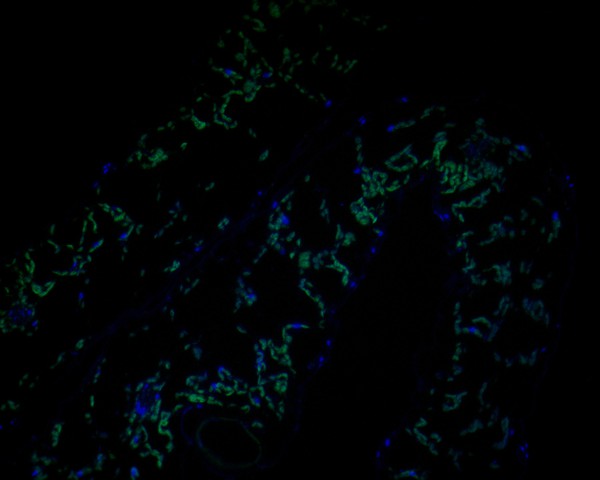 Immunofluorescence staining of paraffin- embedded A. thaliana using anti-AP-4 complex subunit epsilon rabbit polyclonal antibody.The section was pre-treated using heat mediated antigen retrieval with Tris-EDTA buffer (pH 9.0) for 20 minutes. The tissues were blocked in 10% negative goat serum for 1 hour at room temperature, washed with PBS, and then probed with AP-4 complex subunit epsilon antibody at 1/50 dilution for 10 hours at 4℃ and detected using Alexa Fluor® 488 conjugate-Goat anti-Rabbit IgG (H+L) Secondary Antibody at a dilution of 1:500 for 1 hour at room temperature.
