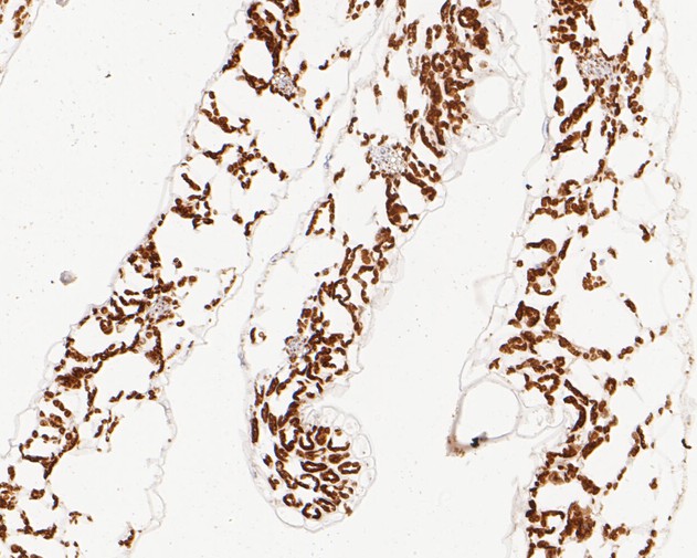 Immunohistochemical analysis of paraffin-embedded A. thaliana tissue using anti-AP-4 complex subunit epsilon antibody. The section was pre-treated using heat mediated antigen retrieval with Tris-EDTA buffer (pH 9.0) for 20 minutes. The tissues were blocked in 5% BSA for 30 minutes at room temperature, washed with ddH2O and PBS, and then probed with the primary antibody (HA500446, 1/50) for 30 minutes at room temperature. The detection was performed using an HRP conjugated compact polymer system. DAB was used as the chromogen. Tissues were counterstained with hematoxylin and mounted with DPX.