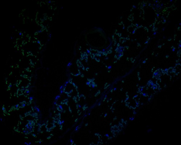 Immunofluorescence staining of paraffin- embedded A. thaliana using anti-AP-4 complex subunit mu rabbit polyclonal antibody.The section was pre-treated using heat mediated antigen retrieval with Tris-EDTA buffer (pH 9.0) for 20 minutes. The tissues were blocked in 10% negative goat serum for 1 hour at room temperature, washed with PBS, and then probed with AP-4 complex subunit mu antibody at 1/50 dilution for 10 hours at 4℃ and detected using Alexa Fluor® 488 conjugate-Goat anti-Rabbit IgG (H+L) Secondary Antibody at a dilution of 1:500 for 1 hour at room temperature.