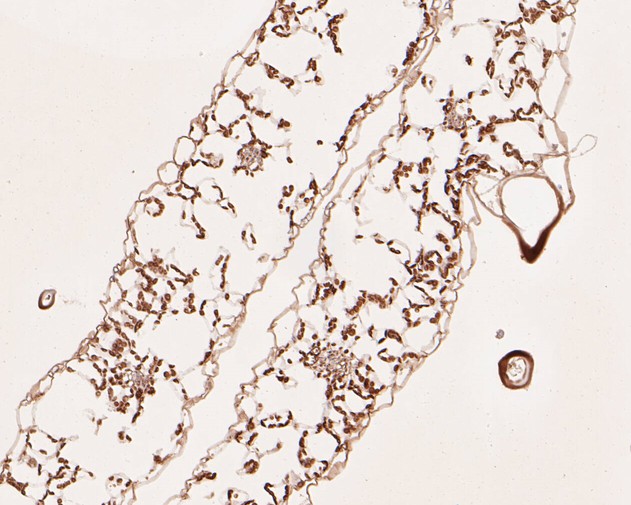 Immunohistochemical analysis of paraffin-embedded A. thaliana tissue using anti-AP-4 complex subunit mu antibody. The section was pre-treated using heat mediated antigen retrieval with Tris-EDTA buffer (pH 9.0) for 20 minutes. The tissues were blocked in 5% BSA for 30 minutes at room temperature, washed with ddH2O and PBS, and then probed with the primary antibody (HA500447, 1/50) for 30 minutes at room temperature. The detection was performed using an HRP conjugated compact polymer system. DAB was used as the chromogen. Tissues were counterstained with hematoxylin and mounted with DPX.