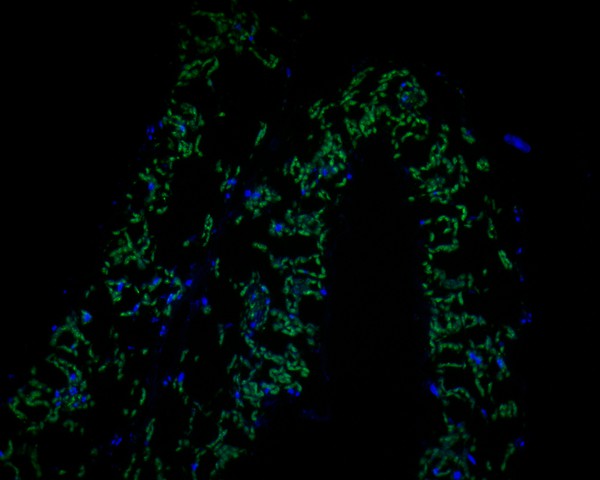 Immunofluorescence staining of paraffin- embedded A. thaliana using anti-AP-4 complex subunit sigma rabbit polyclonal antibody.The section was pre-treated using heat mediated antigen retrieval with Tris-EDTA buffer (pH 9.0) for 20 minutes. The tissues were blocked in 10% negative goat serum for 1 hour at room temperature, washed with PBS, and then probed with AP-4 complex subunit sigma antibody at 1/50 dilution for 10 hours at 4℃ and detected using Alexa Fluor® 488 conjugate-Goat anti-Rabbit IgG (H+L) Secondary Antibody at a dilution of 1:500 for 1 hour at room temperature.
