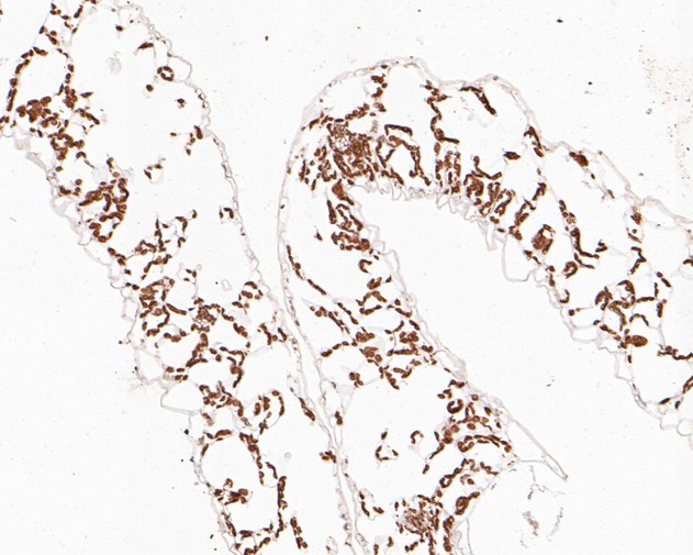 Immunohistochemical analysis of paraffin-embedded A. thaliana tissue using anti-AP-4 complex subunit sigma antibody. The section was pre-treated using heat mediated antigen retrieval with Tris-EDTA buffer (pH 9.0) for 20 minutes.The tissues were blocked in 5% BSA for 30 minutes at room temperature, washed with ddH2O and PBS, and then probed with the primary antibody (HA500449, 1/200) for 30 minutes at room temperature. The detection was performed using an HRP conjugated compact polymer system. DAB was used as the chromogen. Tissues were counterstained with hematoxylin and mounted with DPX.