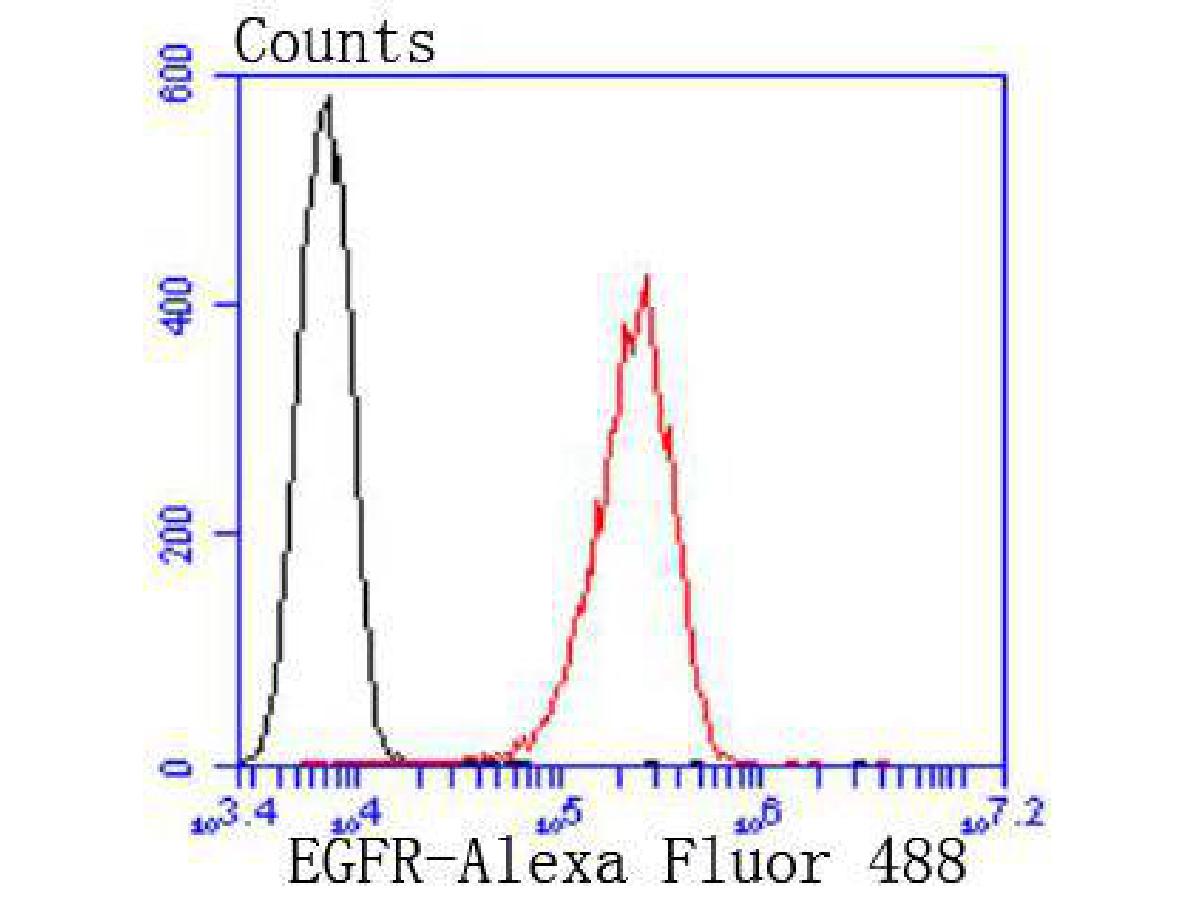 Flow cytometric analysis of EGFR was done on A431 cells. The cells were fixed, permeabilized and stained with the primary antibody (ET1604-44, 1/50) (red). After incubation of the primary antibody at room temperature for an hour, the cells were stained with a Alexa Fluor 488-conjugated Goat anti-Rabbit IgG Secondary antibody at 1/1000 dilution for 30 minutes.Unlabelled sample was used as a control (cells without incubation with primary antibody; black).